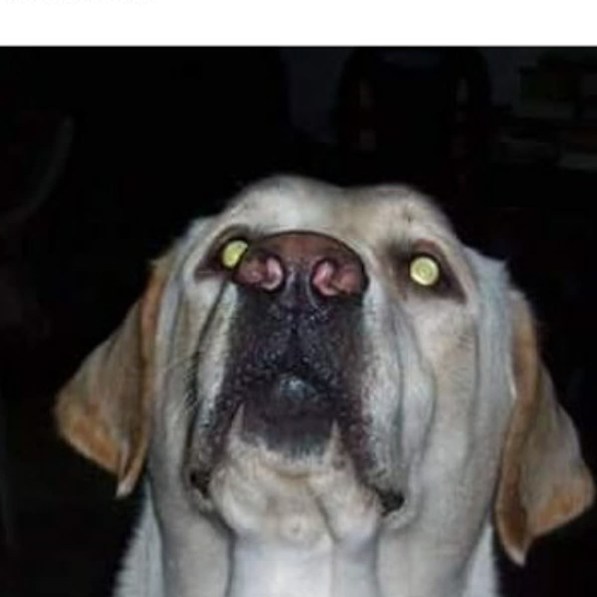 Candy, the childhood dog who inspired Pawozo